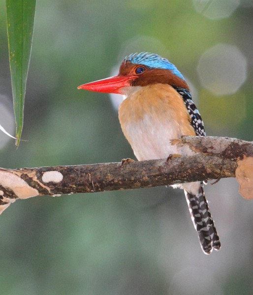 Banded Kingfisher (Banded) - ML377525871