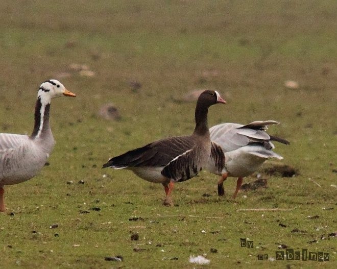 Lesser White-fronted Goose - ML377525971