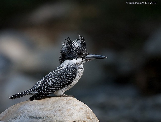 Crested Kingfisher - ML377530151
