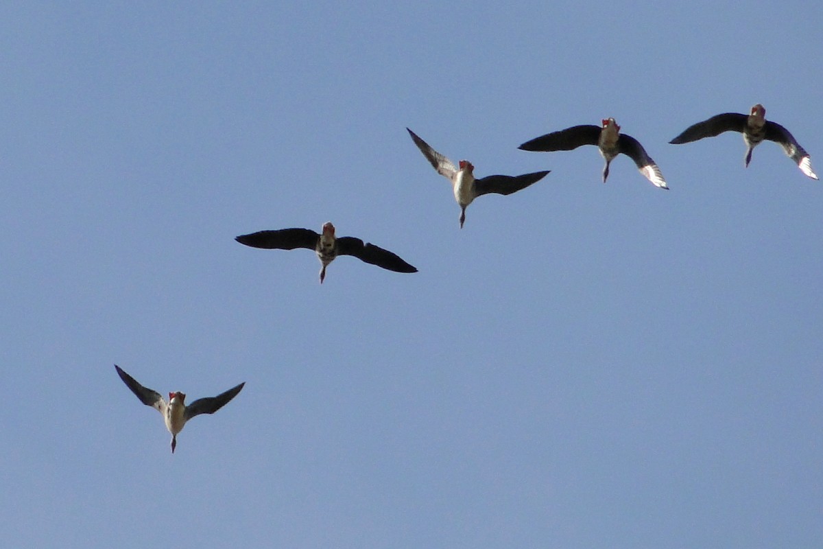 Greater White-fronted Goose - Mark W11 Kulstad