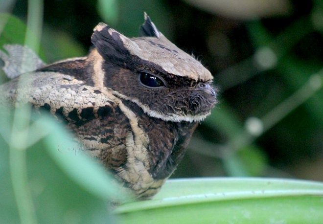 Great Eared-Nightjar - C.Susanth Kumar