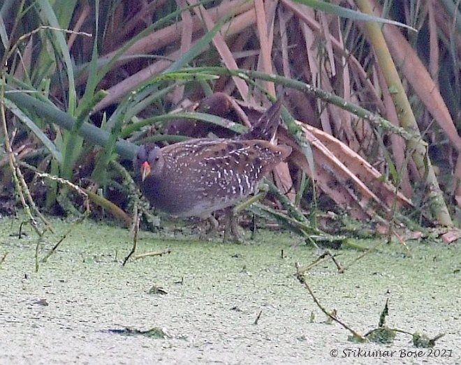 Spotted Crake - ML377535881