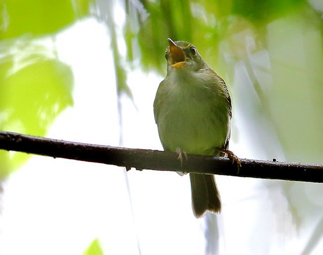 Philippine Leaf Warbler - ML377540141