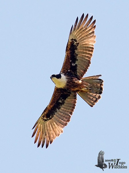 Rufous-bellied Eagle - Ingo Waschkies