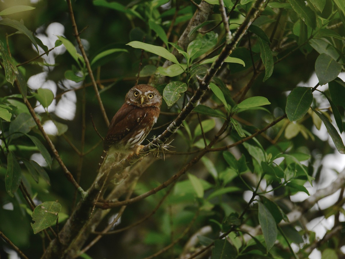 Tamaulipas Pygmy-Owl - ML37754421
