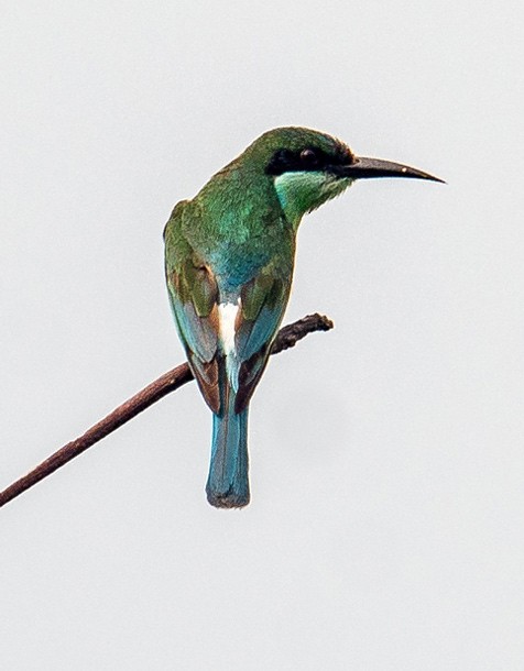 Blue-throated Bee-eater - ML377545291
