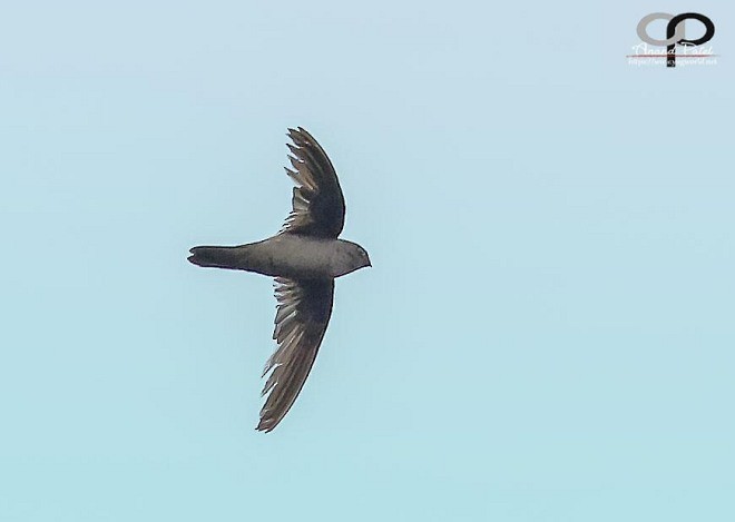 Indian Swiftlet - ML377545831