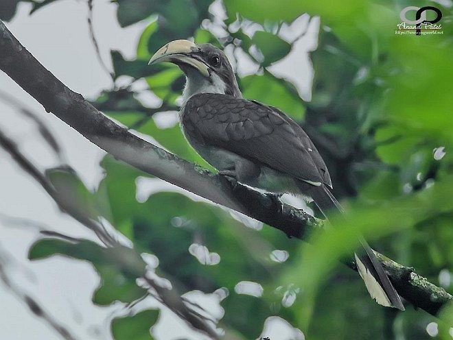 Sri Lanka Gray Hornbill - ML377545881