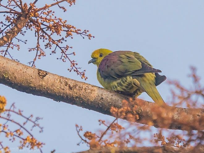 Wedge-tailed Green-Pigeon - ML377546841