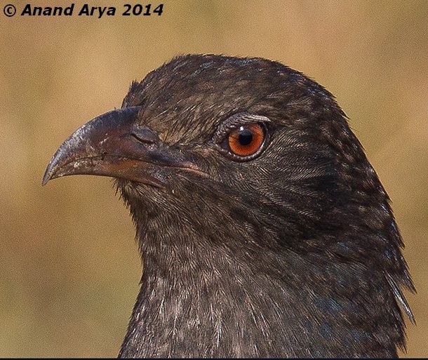 Greater Coucal - ML377550581