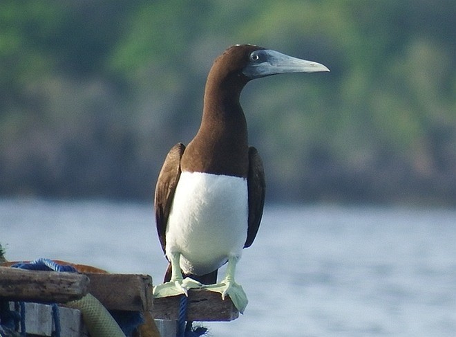 Brown Booby (Forster's) - ML377550611
