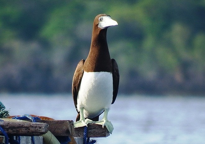 Brown Booby (Forster's) - Muhammad Iqbal