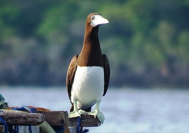 Brown Booby (Forster's)