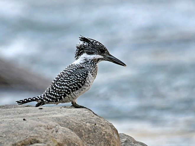 Crested Kingfisher - ML377552641