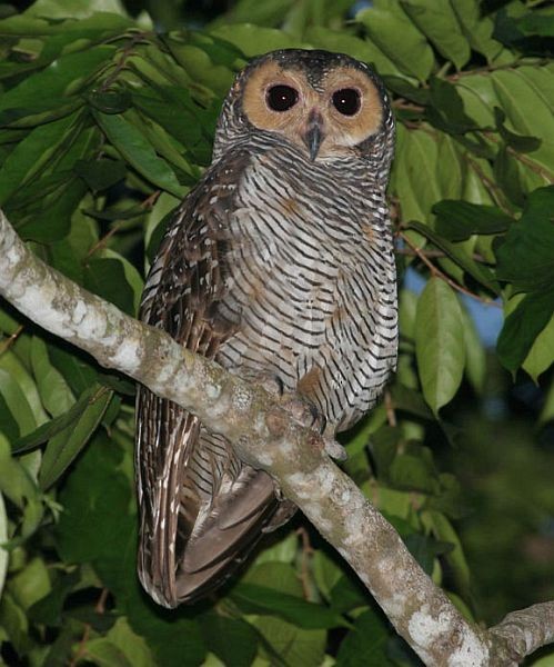 Spotted Wood-Owl - ML377555161