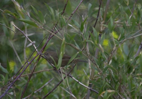 Brown Bush Warbler - ML377556781