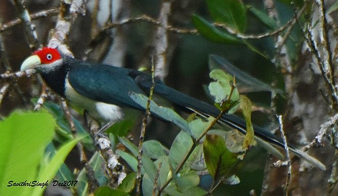 Red-faced Malkoha - ML377557551