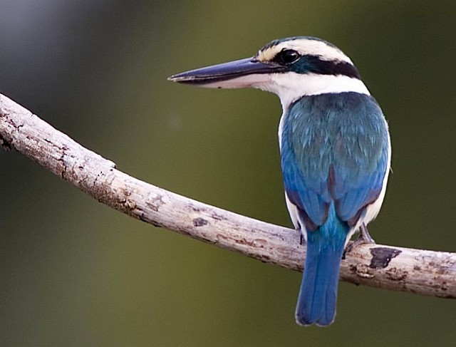 Collared Kingfisher (Nicobar Is.) - ML377558271