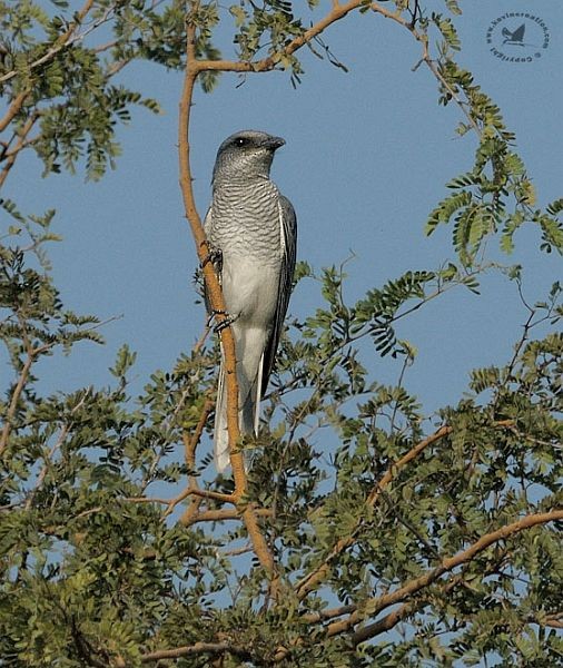 Large Cuckooshrike (Indian) - ML377561111