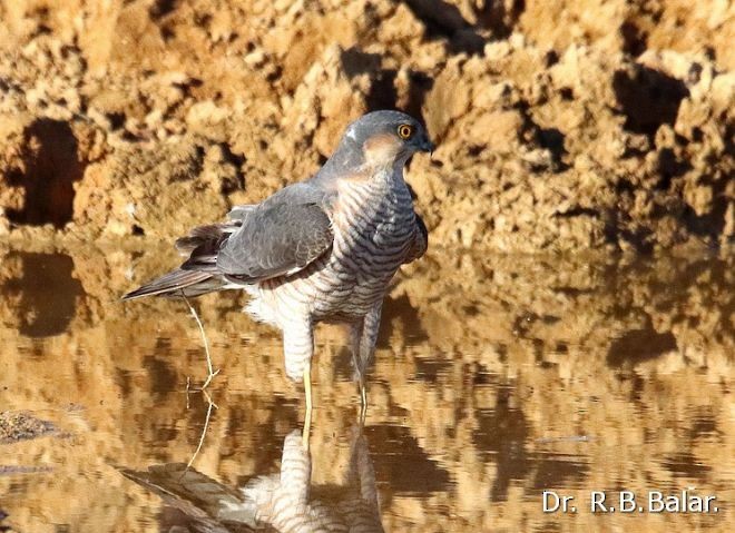 Eurasian Sparrowhawk - Dr. Raghavji Balar