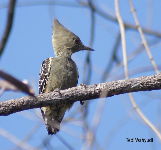 Gray-and-buff Woodpecker (Gray-and-buff) - ML377561661