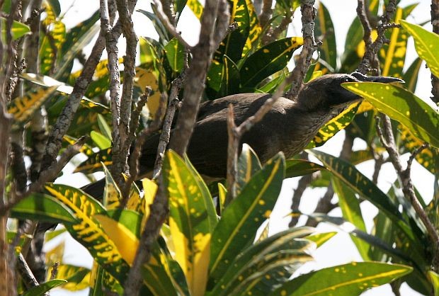 Helmeted Friarbird (Tenggara) - ML377561971