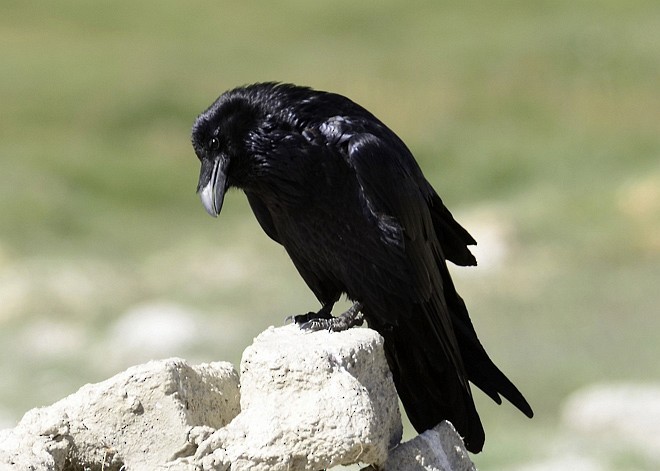 Common Raven - ML377562461