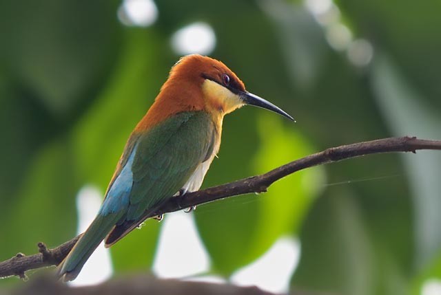 Chestnut-headed Bee-eater - Raj Phukan