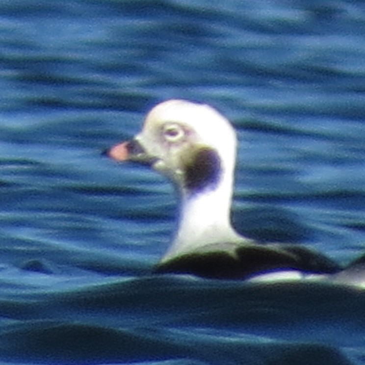 Long-tailed Duck - Amy Lawes