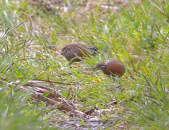 Spotted Buttonquail - ML377566631