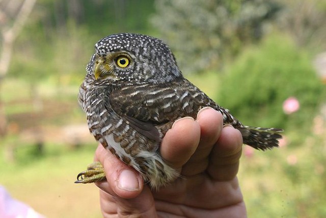 Collared Owlet - ML377566931