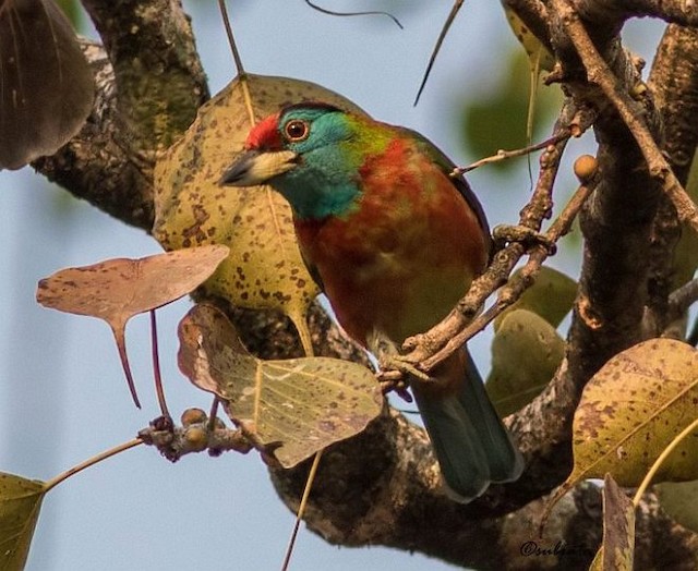 Definitive Basic Blue-throated Barbet exhibiting&nbsp;erythrism (subspecies <em class="SciName notranslate">asiaticus</em>). - Blue-throated Barbet (Red-crowned) - 