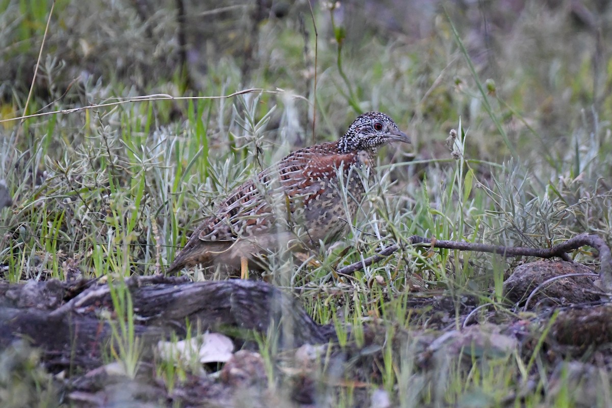 Painted Buttonquail - ML377570951