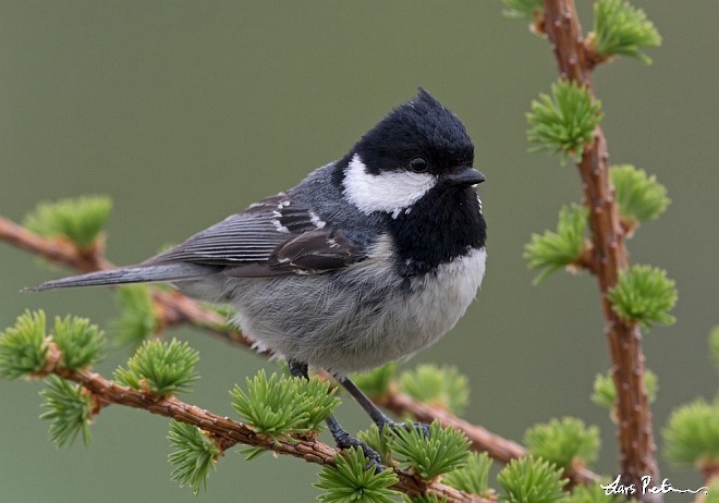 Coal Tit (Continental) - Lars Petersson | My World of Bird Photography