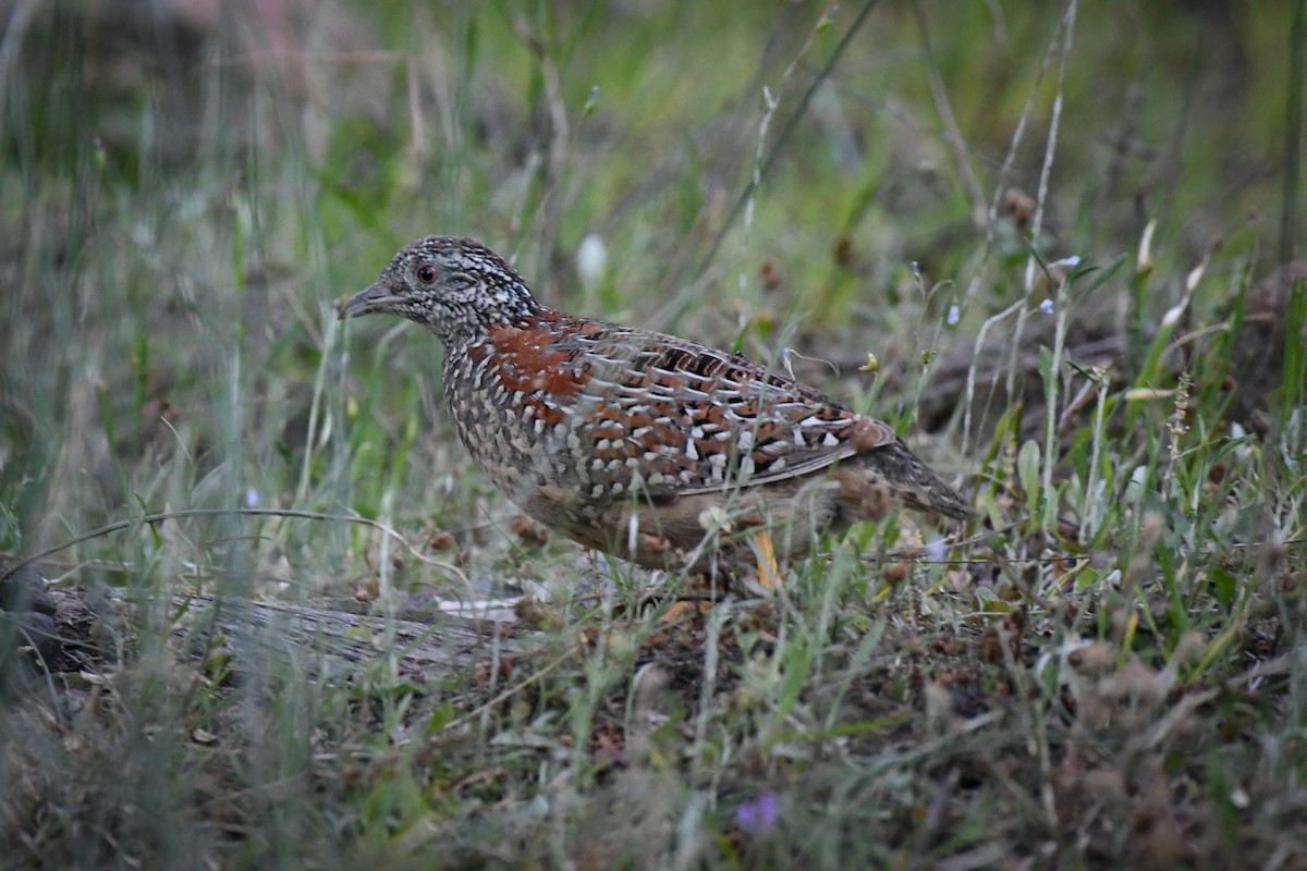 Painted Buttonquail - ML377571451