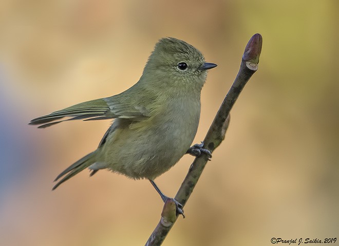 Yellow-browed Tit - ML377572081