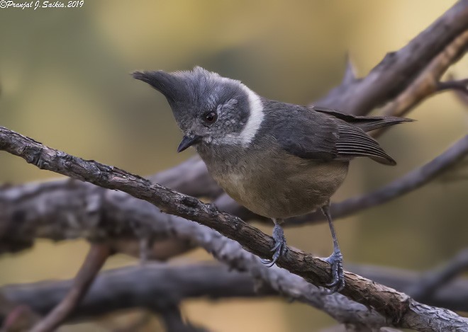 Gray-crested Tit - ML377572291