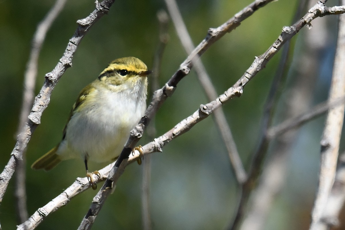 Yellow-browed Warbler - peng su