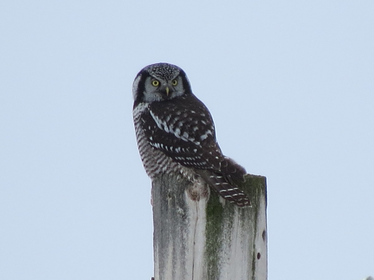 Northern Hawk Owl - Kathleen Dvorak
