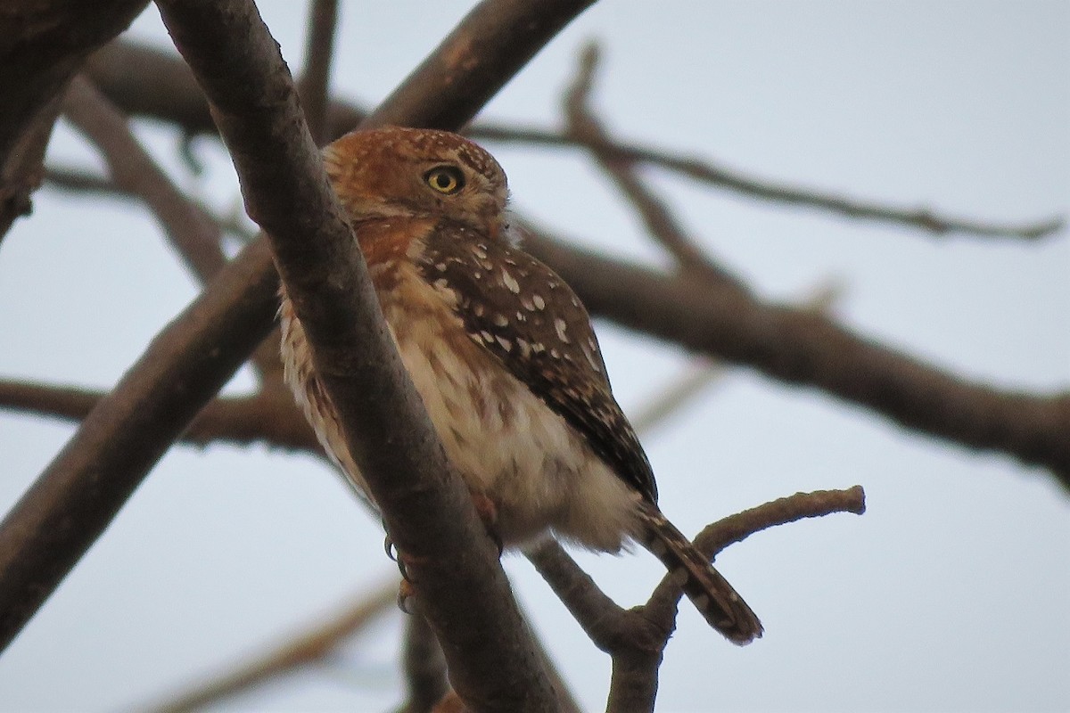 Pearl-spotted Owlet - ML377579041