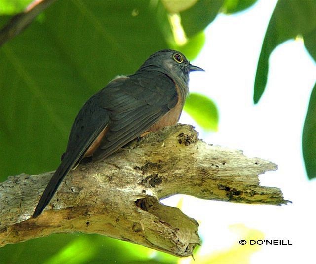 Brush Cuckoo (Sulawesi) - Daisy O'Neill