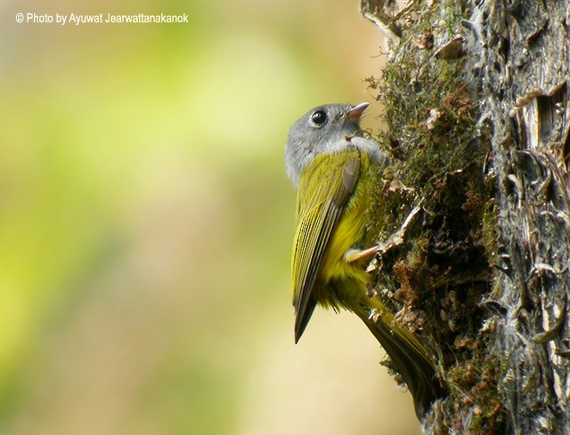 Gray-headed Canary-Flycatcher - Ayuwat Jearwattanakanok