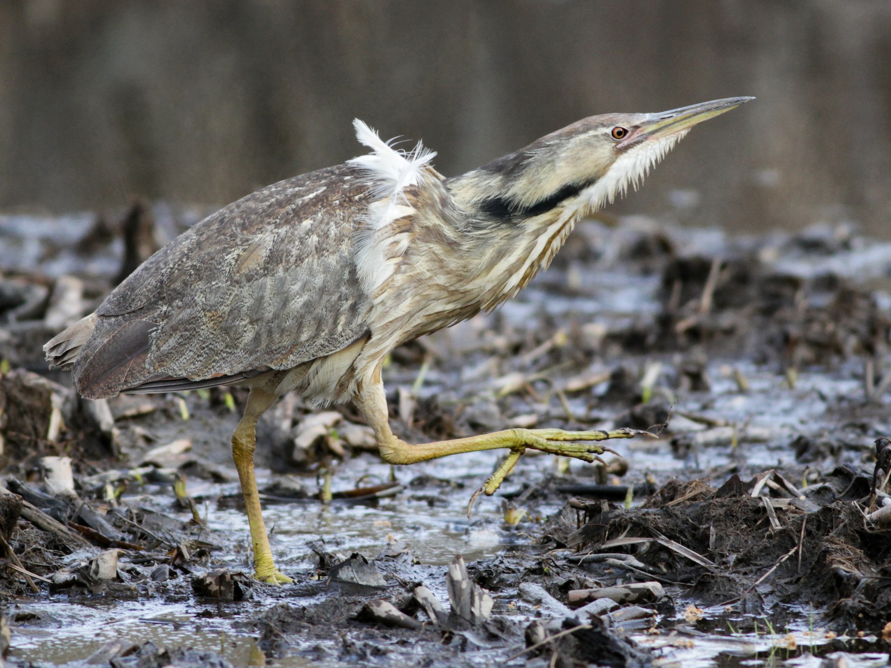 American Bittern - Ian Davies