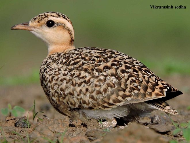 Indian Courser - ML377587591