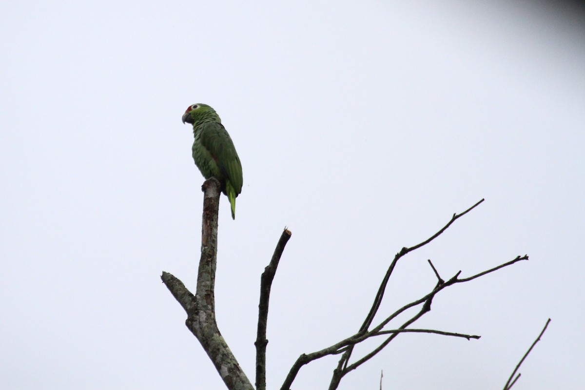 Red-lored Parrot - Carlos Funes