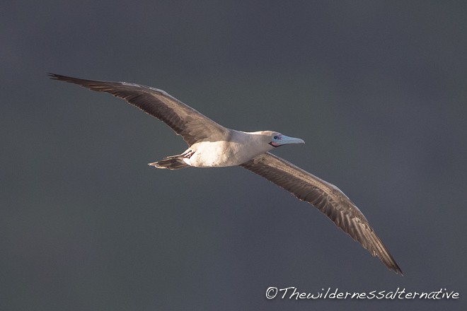 Red-footed Booby (Indopacific) - ML377591331