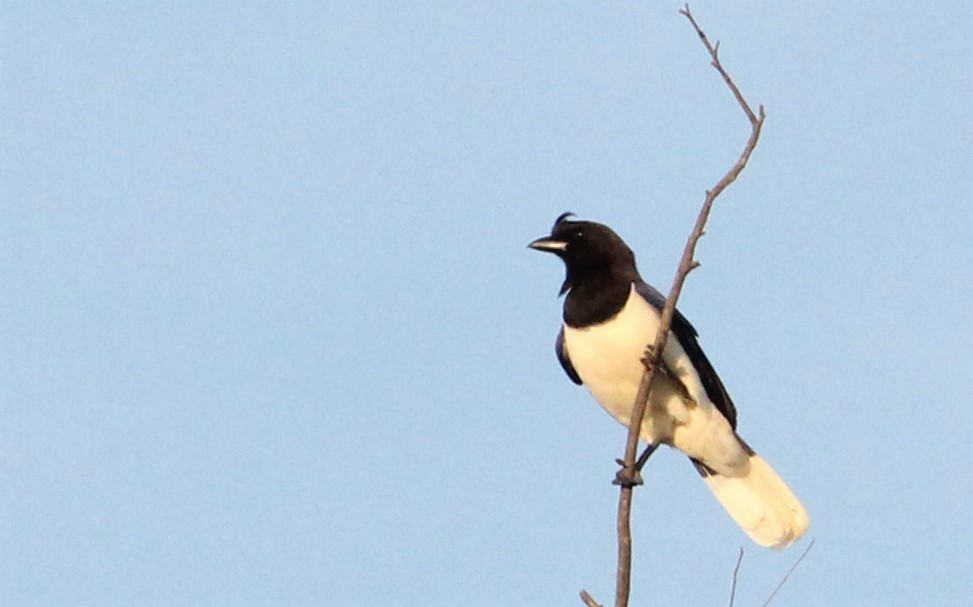Curl-crested Jay - ML377592021