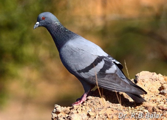Rock Pigeon (Feral Pigeon) - Dr. Raghavji Balar