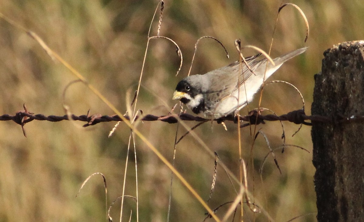 Double-collared Seedeater - ML377592521