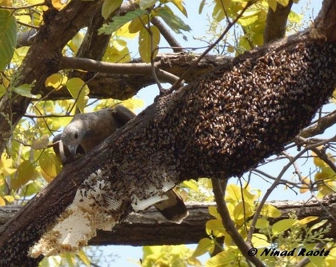 Oriental Honey-buzzard - ML377595871